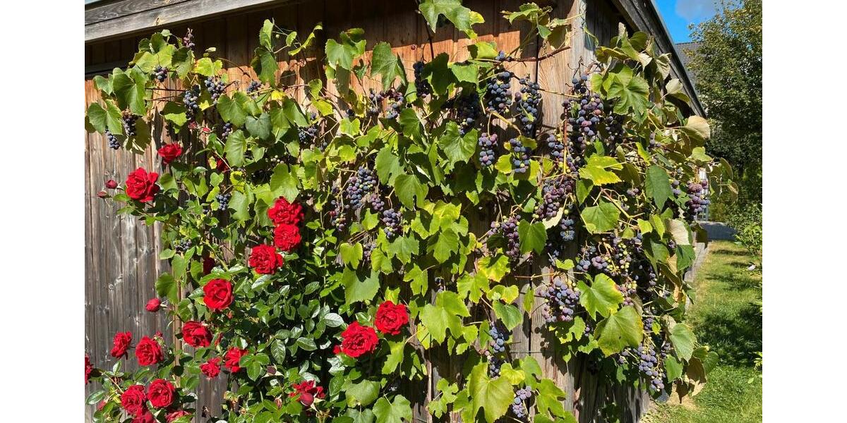 Doppelhaushälfte Hamburg Harburg - 5 Zimmer, 146 m&sup2;, 619.000&euro; | Angebot:26085705