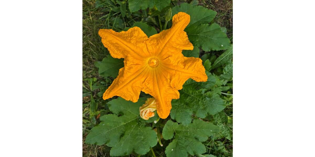 Erdgeschoßwohnung Hamburg Wandsbek - 1 Zimmer, 50 m&sup2;, 1.050&euro; | Angebot:25111694