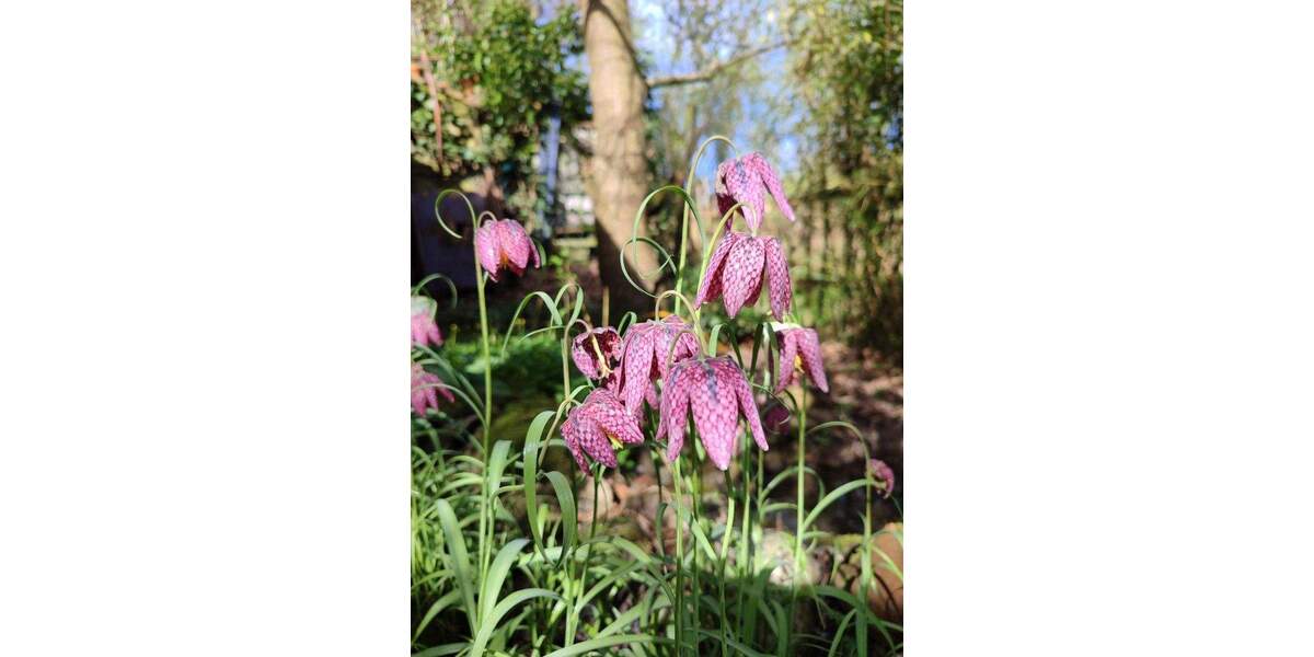 Einfamilienhaus Haseldorf - 3 Zimmer, 145 m&sup2;, 679.000&euro; | Angebot:25781575