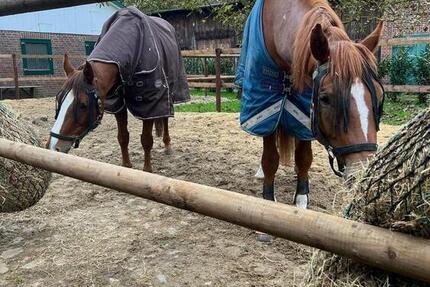 Wohnung Jork - 5.5 Zimmer, 135 m&sup2;, 1.800&euro; | Angebot:25936098