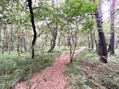 ATTRAKTIV FÜR FREIZEIT ODER IDEAL FÜR PROJEKTIERER - Grundstück Pinneberg | Angebot:25412668