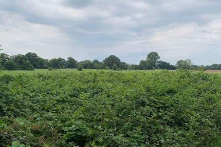 Grundstück Kaltenkirchen - 70.000&euro; | Angebot:25661219