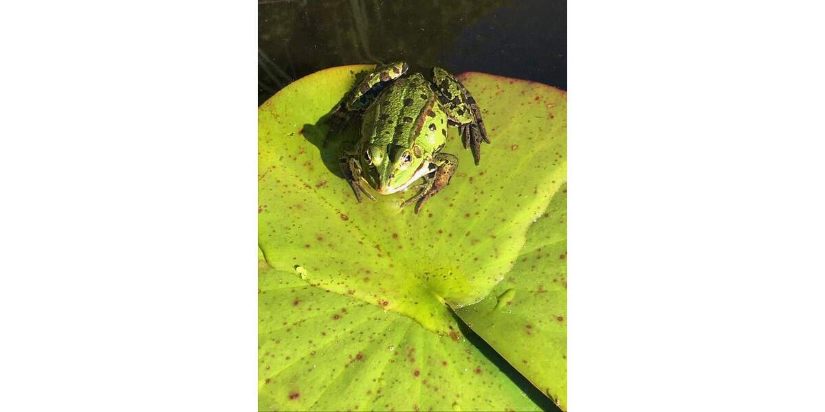 Einfamilienhaus Hamburg Bramfeld - 5 Zimmer, 120 m&sup2;, 695.000&euro; | Angebot:25700495