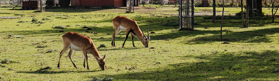 Familien-Freizeitpark Tolk-Schau Schleswig-Holstein