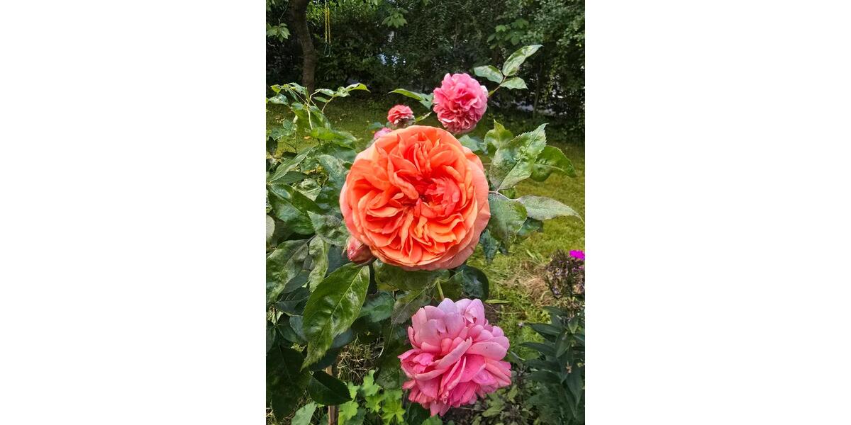 Erdgeschoßwohnung Hamburg Wandsbek - 1 Zimmer, 50 m&sup2;, 1.050&euro; | Angebot:25111694