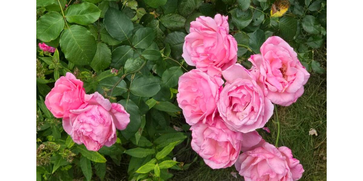 Erdgeschoßwohnung Hamburg Wandsbek - 1 Zimmer, 50 m&sup2;, 1.050&euro; | Angebot:25111694