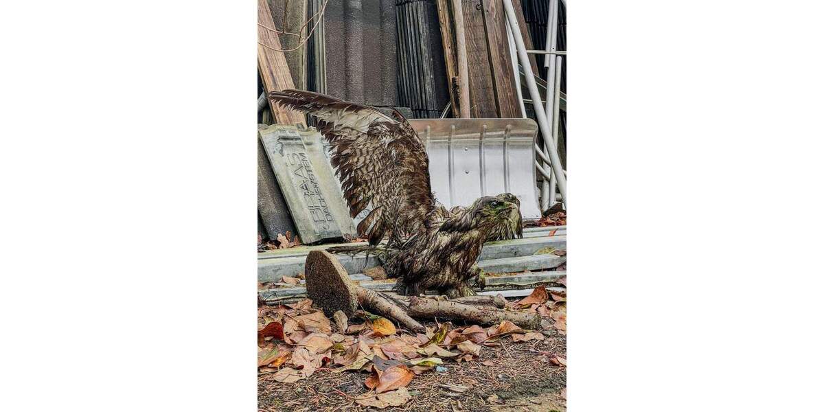 Doppelhaushälfte Hamburg Langenhorn - 3 Zimmer, 127 m&sup2;, 125.000&euro; | Angebot:25679203