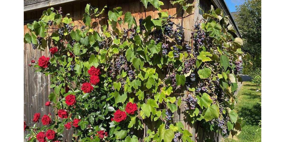 Doppelhaushälfte Hamburg Neugraben-Fischbek - 5 Zimmer, 146 m&sup2;, 619.000&euro; | Angebot:25657329