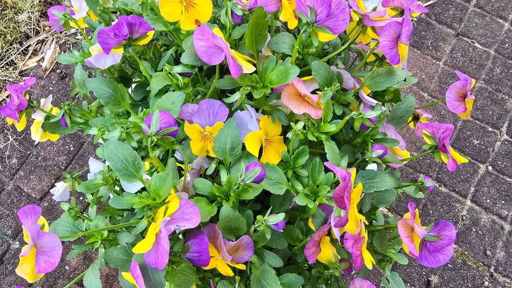 Doppelhaushälfte Hamburg Rahlstedt - 3 Zimmer, 110 m&sup2;, 1.639&euro; | Angebot:25969677