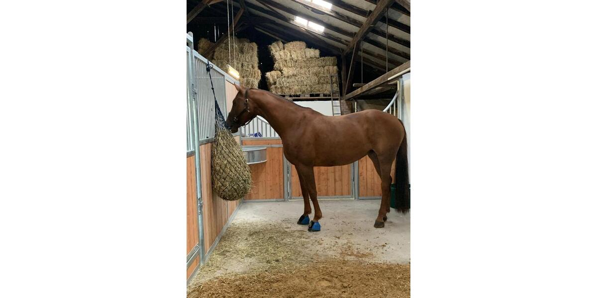 Hochparterre Jork - 5.5 Zimmer, 135 m&sup2;, 1.800&euro; | Angebot:25936098