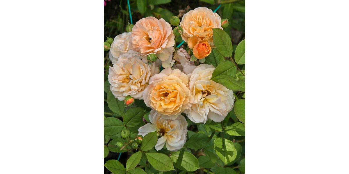 Erdgeschoßwohnung Hamburg Wandsbek - 1 Zimmer, 50 m&sup2;, 1.050&euro; | Angebot:25111694