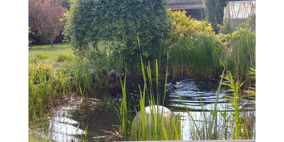 Doppelhaushälfte Hamburg Langenhorn - 4 Zimmer, 120 m&sup2;, 480.000&euro; | Angebot:25405651