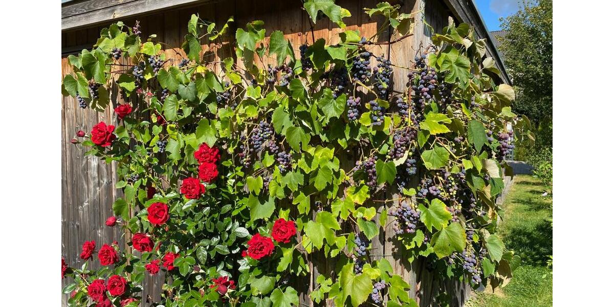 Doppelhaushälfte Hamburg Harburg - 5 Zimmer, 146 m&sup2;, 619.000&euro; | Angebot:25651992