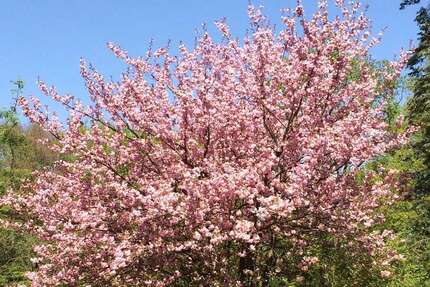 Zimmer Hamburg Billstedt - 1 Zimmer, 590&euro; | Angebot:25126066