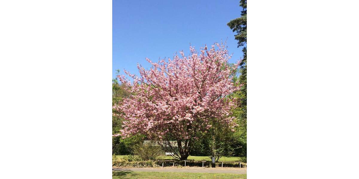 Zimmer Hamburg Billstedt - 1 Zimmer, 590&euro; | Angebot:25126066