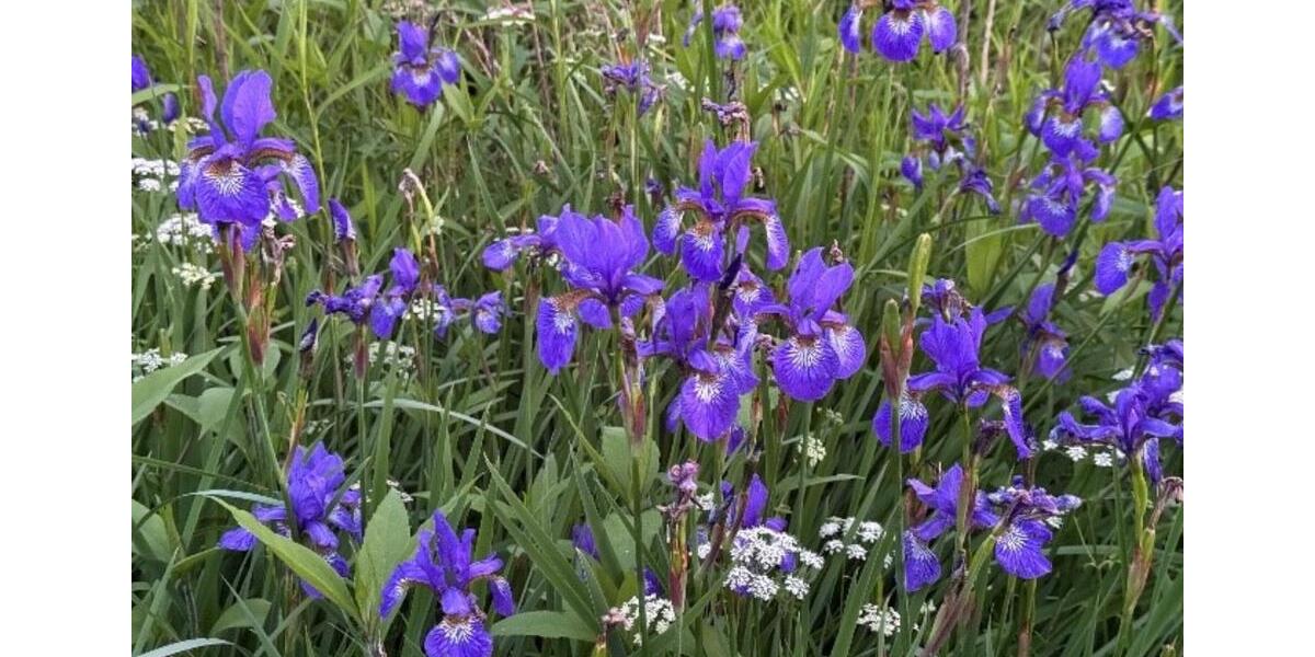 Einfamilienhaus Quickborn - 4 Zimmer, 100 m&sup2;, 350.000&euro; | Angebot:24457232