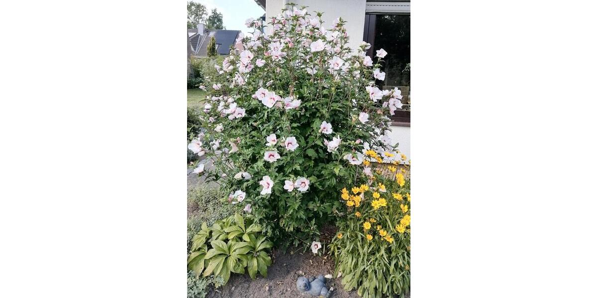 Einfamilienhaus Glinde - 5 Zimmer, 161 m&sup2;, 695.000&euro; | Angebot:25403168