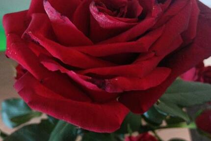 Grundstück Kaltenkirchen - 7.000&euro; | Angebot:25570270