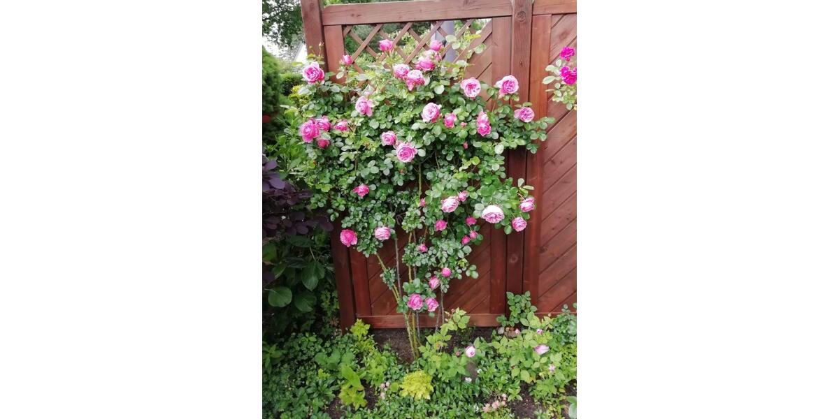 Doppelhaushälfte Hamburg Wandsbek - 4 Zimmer, 100 m&sup2;, 750.000&euro; | Angebot:25793314