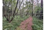 ATTRAKTIV FÜR FREIZEIT ODER IDEAL FÜR PROJEKTIERER - Grundstück Pinneberg | Angebot:27199245