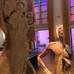 Körper Sonderausstellung