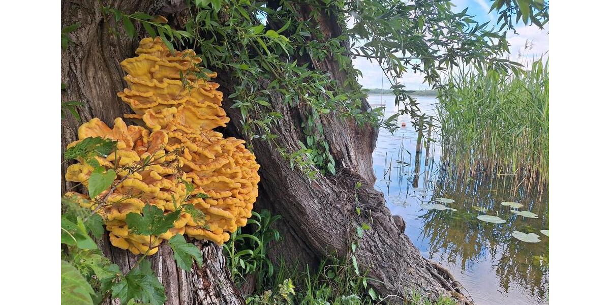 Bungalow Norderstedt - 2 Zimmer, 28 m&sup2;, 49.000&euro; | Angebot:25319305