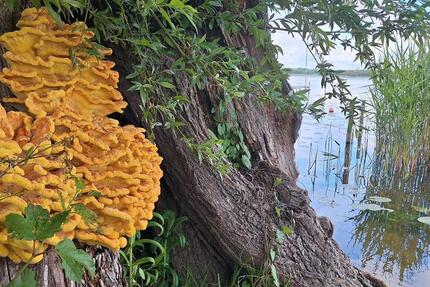 Haus Norderstedt - 2 Zimmer, 28 m&sup2;, 49.000&euro; | Angebot:25319305