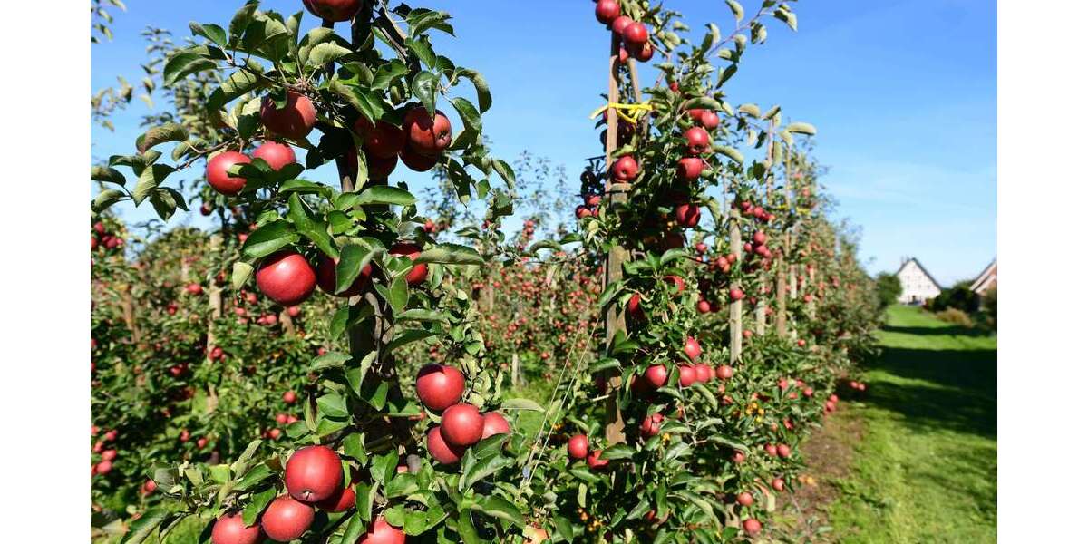 Grundstück Jork - 195.000&euro; | Angebot:25194154