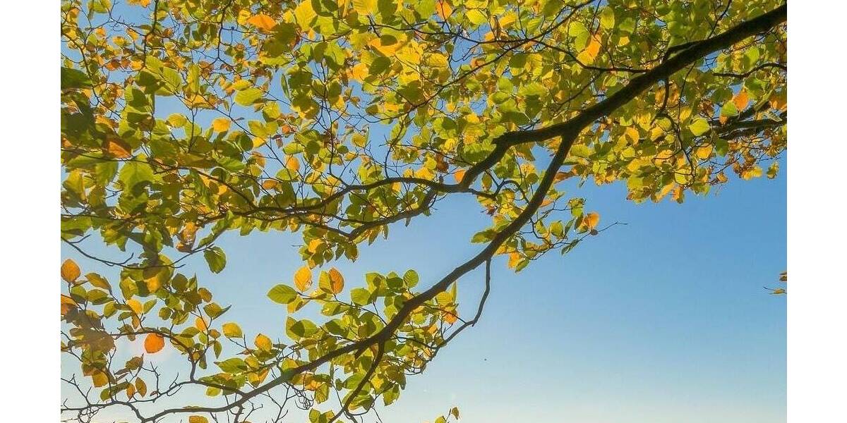 Grundstück Hamburg Wellingsbüttel - 2.750.000&euro; | Angebot:25685816