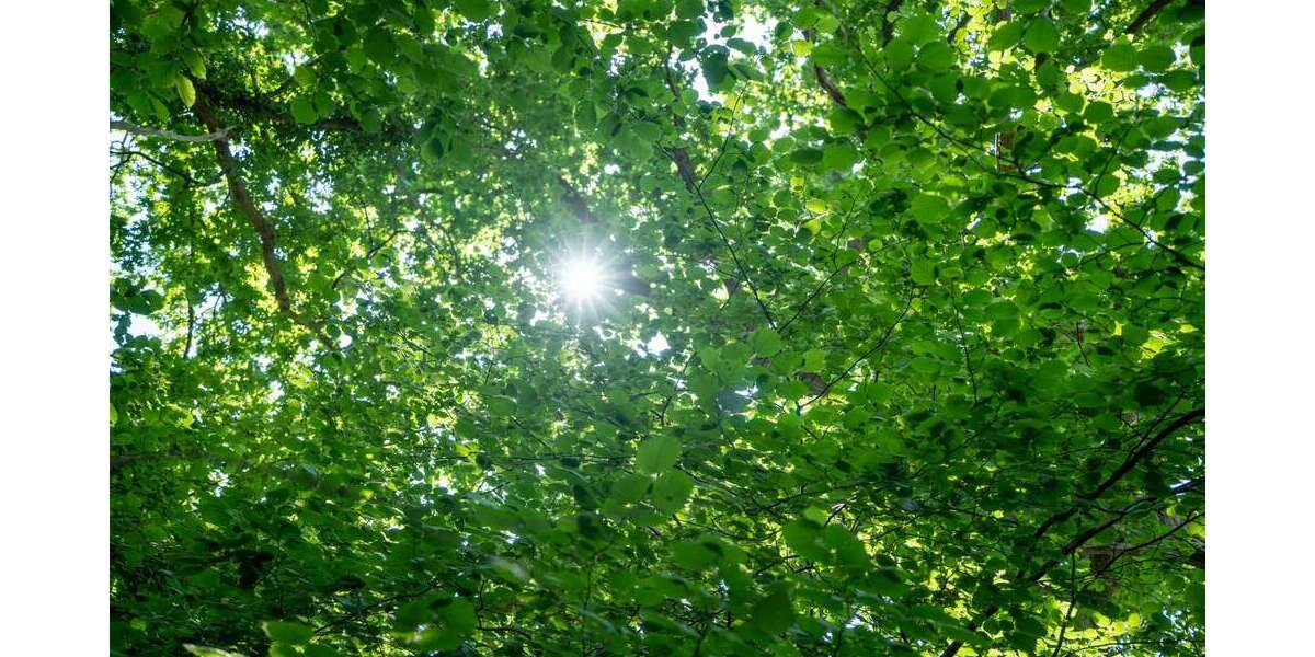 Grundstück Hamburg Altona - 2.950.000&euro; | Angebot:26037318