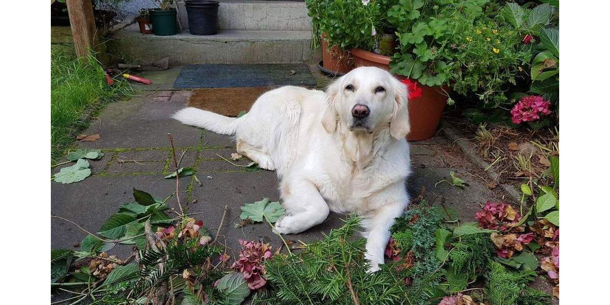 Mehrfamilienhaus, Wohnhaus Hamburg-Heimfeld Heimfeld - 1 Zimmer, 310 m&sup2;, 1.250.000&euro; | Angebot:25760459